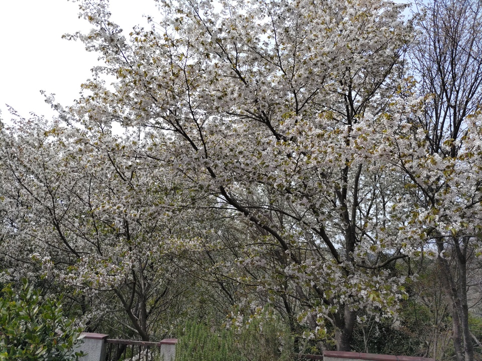 DSC_4469_mid.jpg