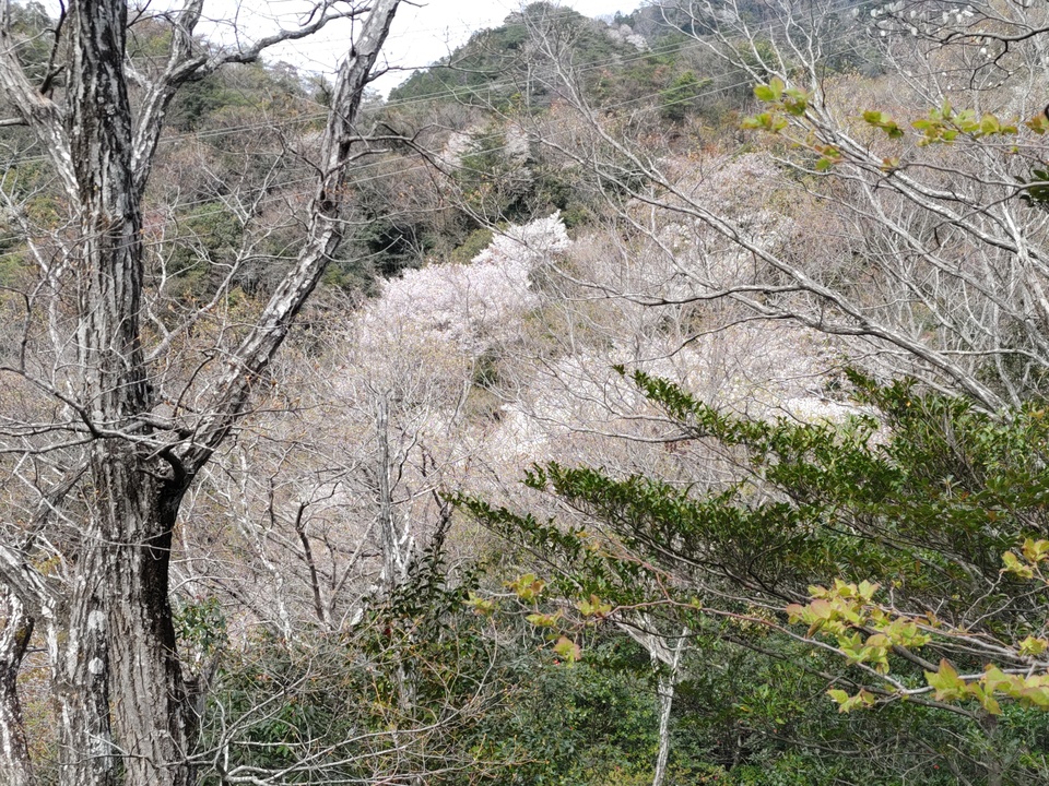 DSC_4479_mid.jpg