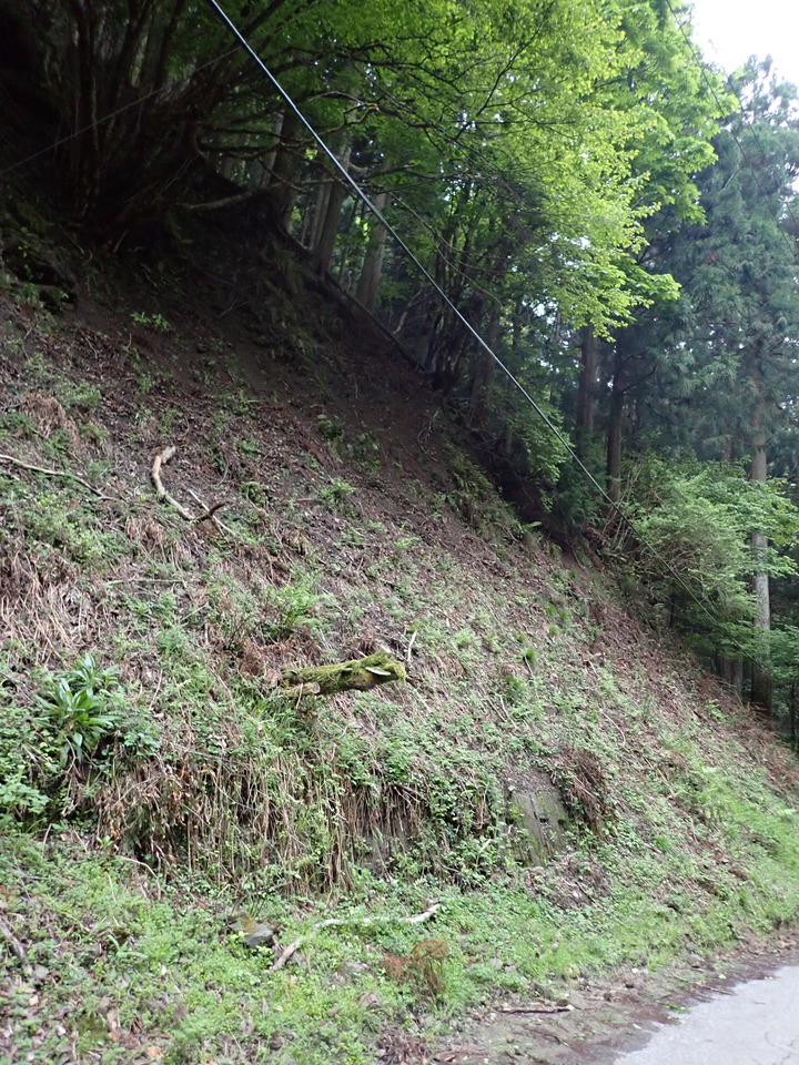 P5110886_mid.jpg