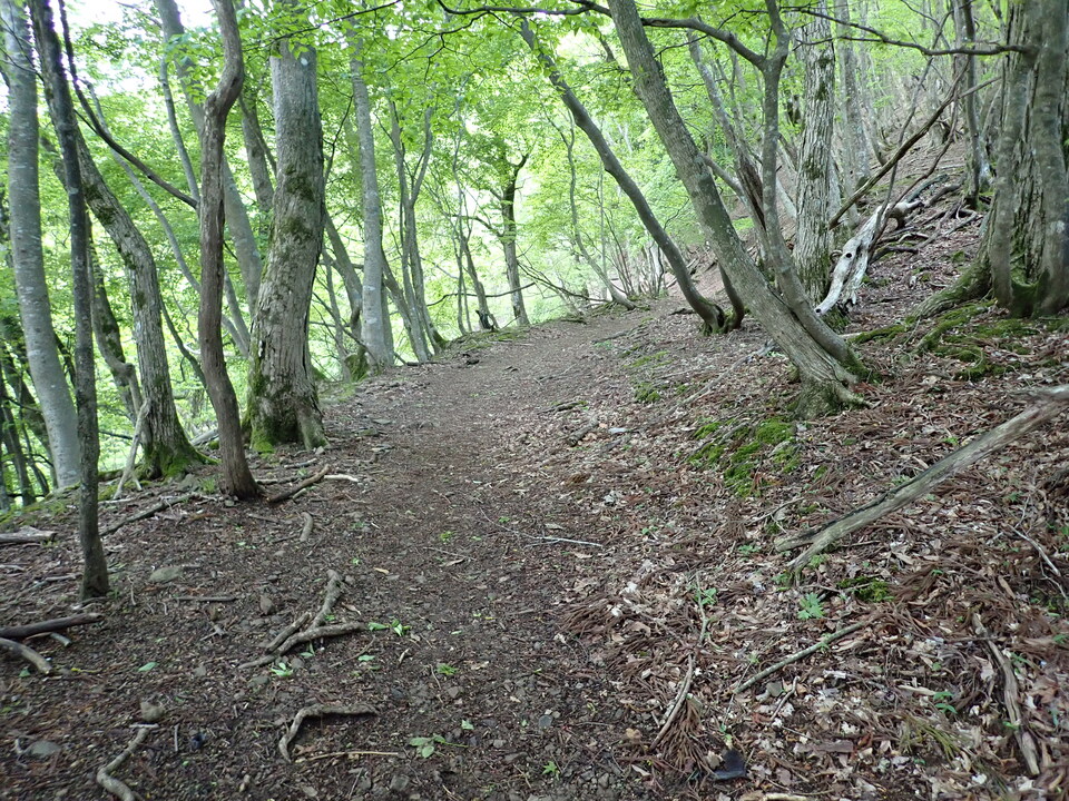 P5110940_mid.jpg
