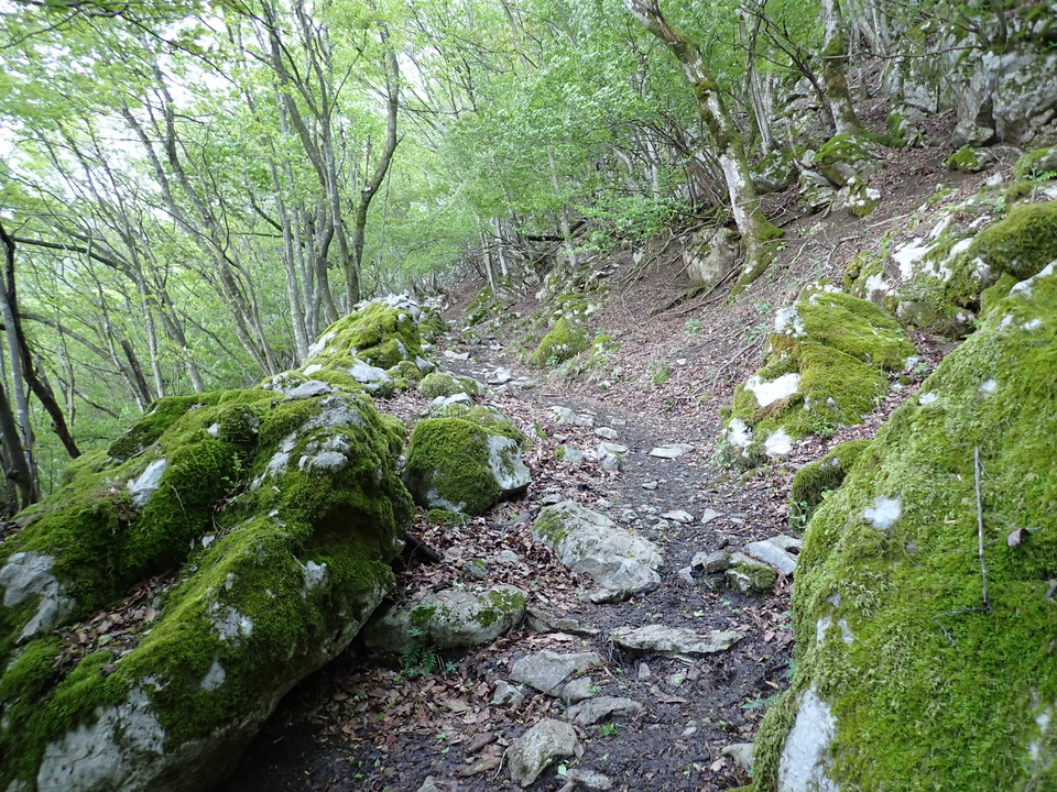 P5110947_mid.jpg
