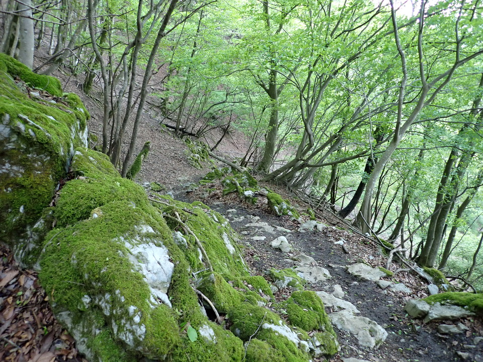 P5110949_mid.jpg