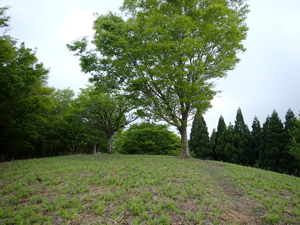 P5110959_mid.jpg