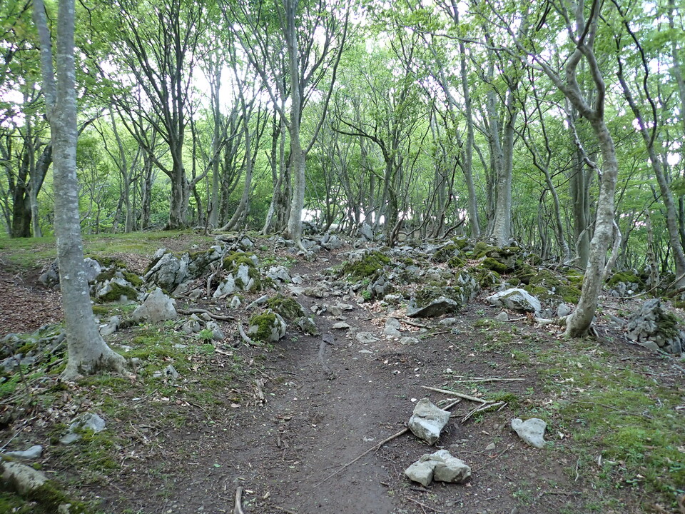 P5110967_mid.jpg