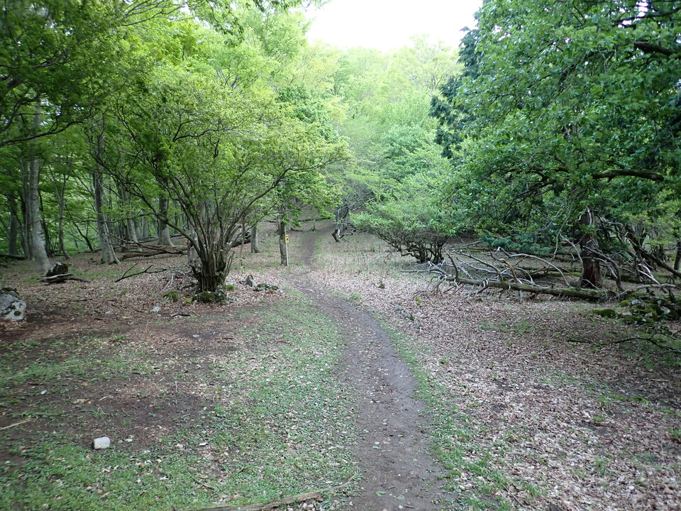 P5110973_mid.jpg