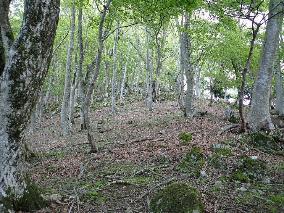 P5110975_mid.jpg