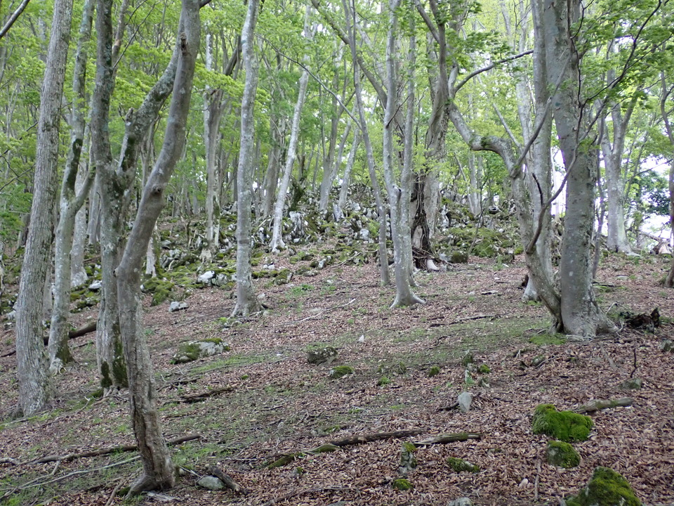 P5110976_mid.jpg