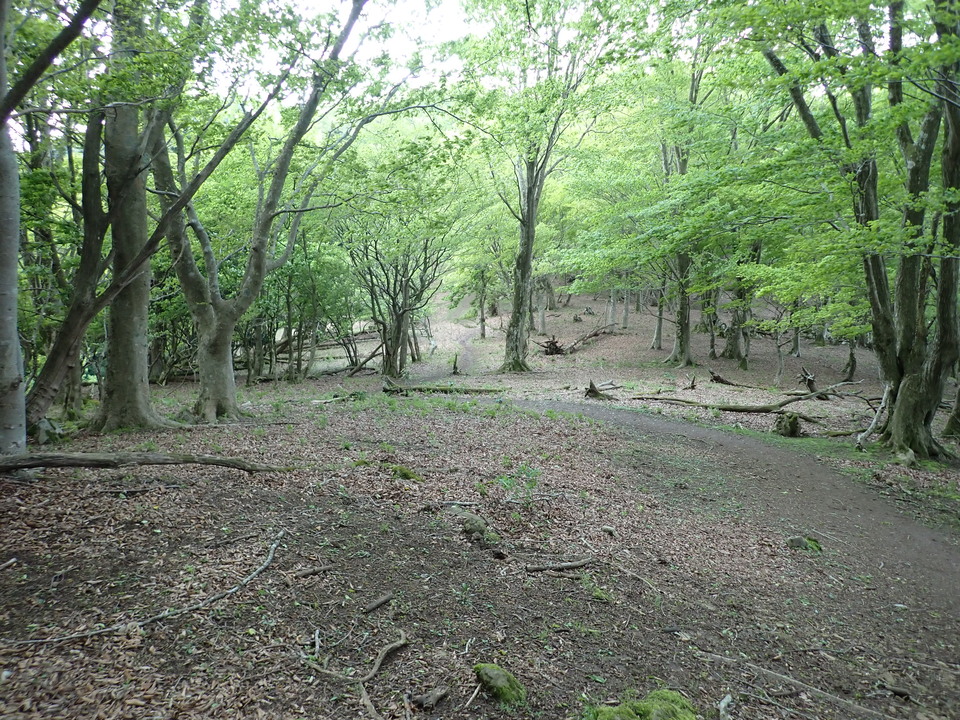 P5110979_mid.jpg