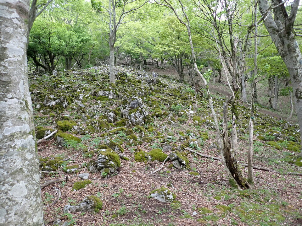 P5110983_mid.jpg