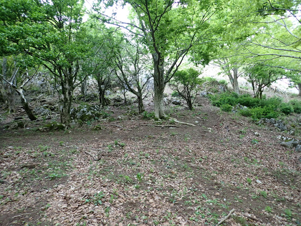 P5110991_mid.jpg