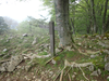 P5111146_thumb.png