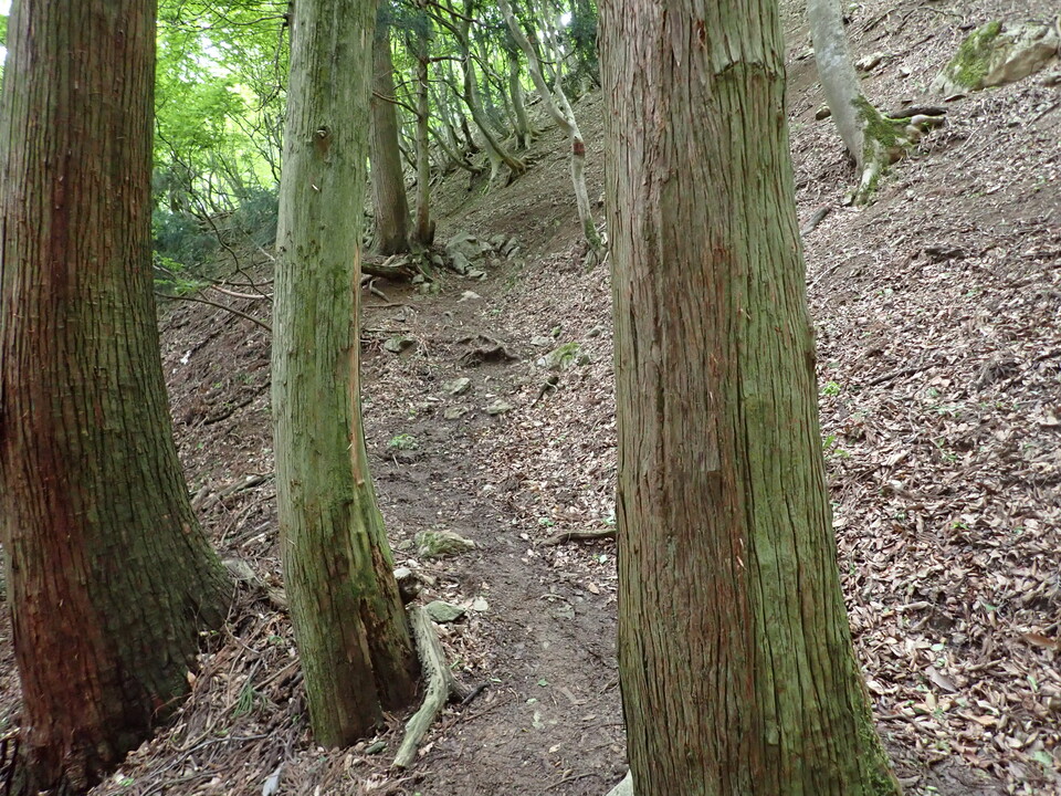 P5111170_mid.jpg