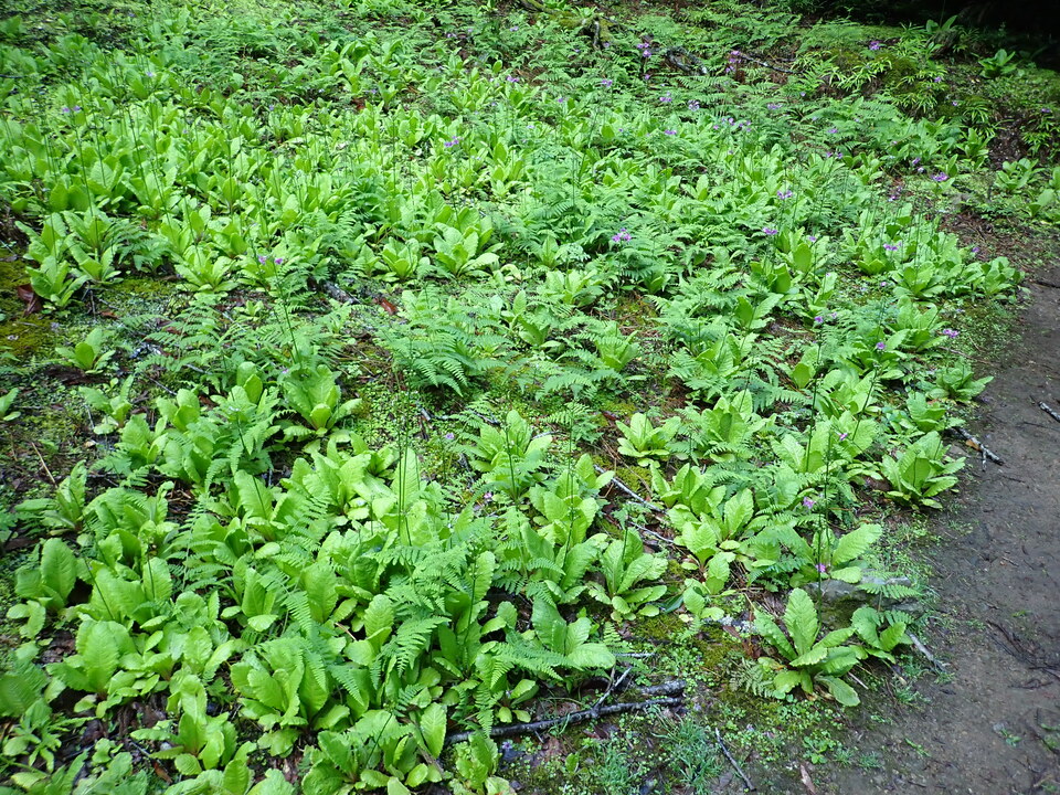P5281239_mid.jpg