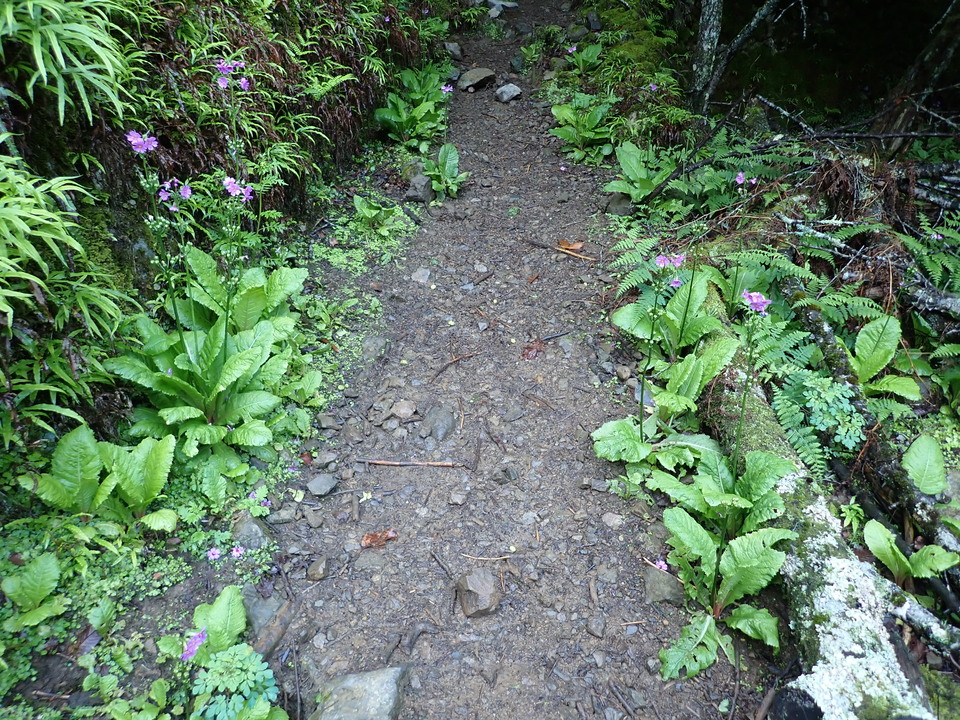 P5281247_mid.jpg