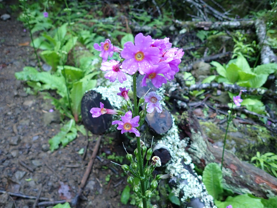 P5281248_mid.jpg