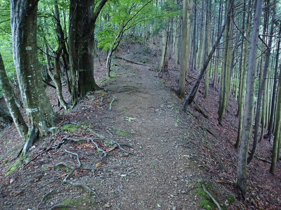 P5281253_mid.jpg