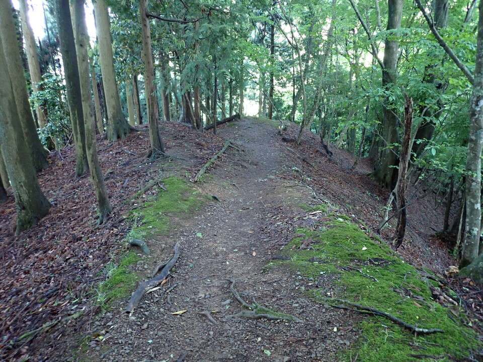 P5281255_mid.jpg