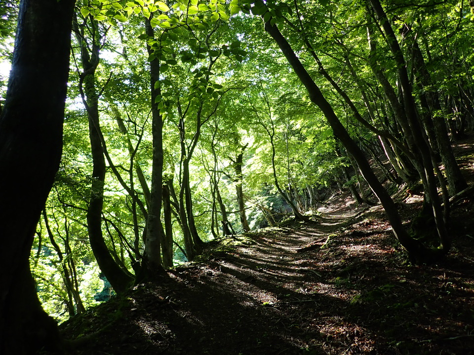 P5281268_mid.jpg
