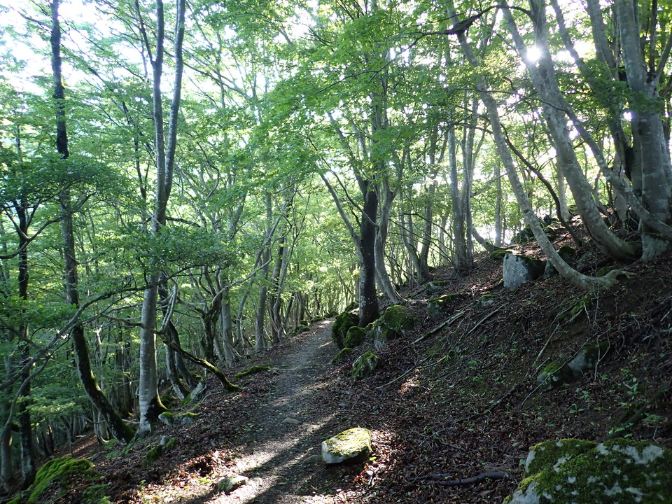 P5281279_mid.jpg