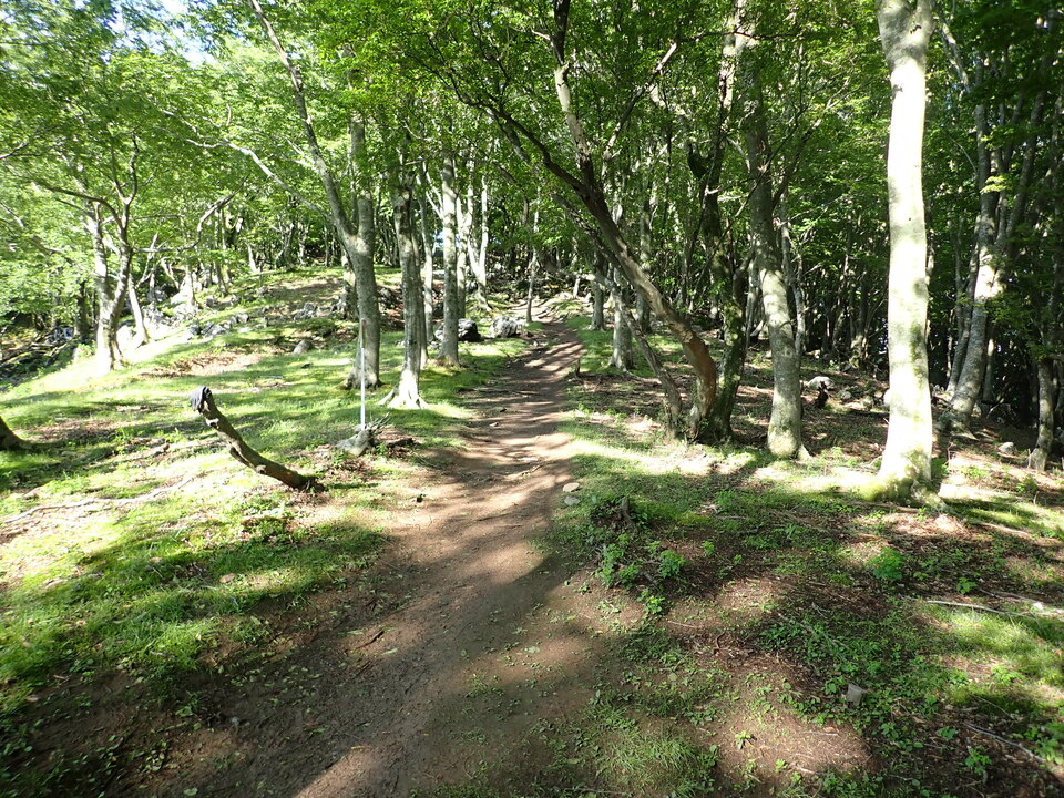 P5281286_mid.jpg