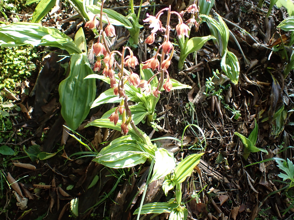 P5281288_mid.jpg