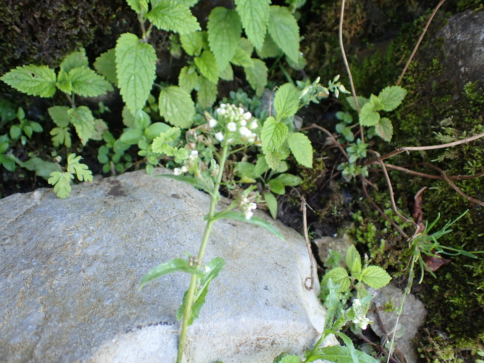 P5281352_mid.jpg