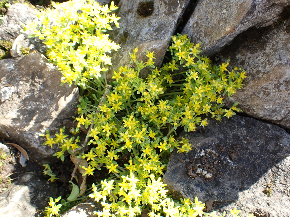 P5281355_mid.jpg