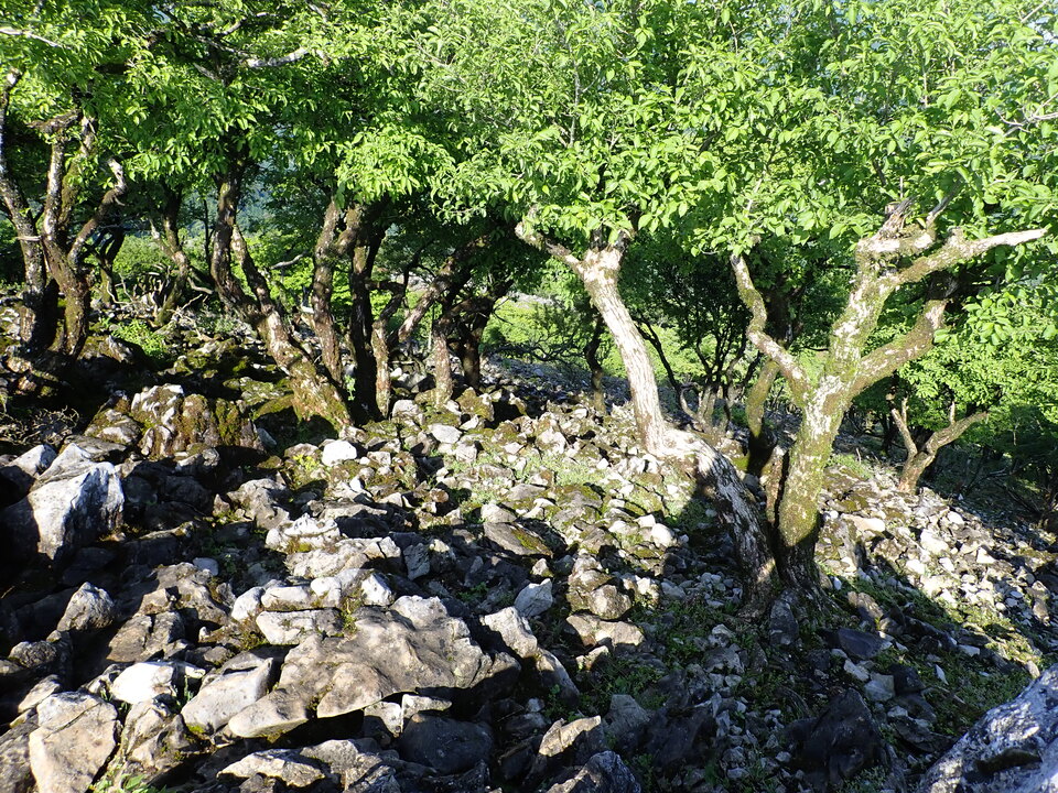 P5281365_mid.jpg