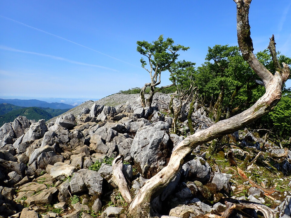 P5281428_mid.jpg