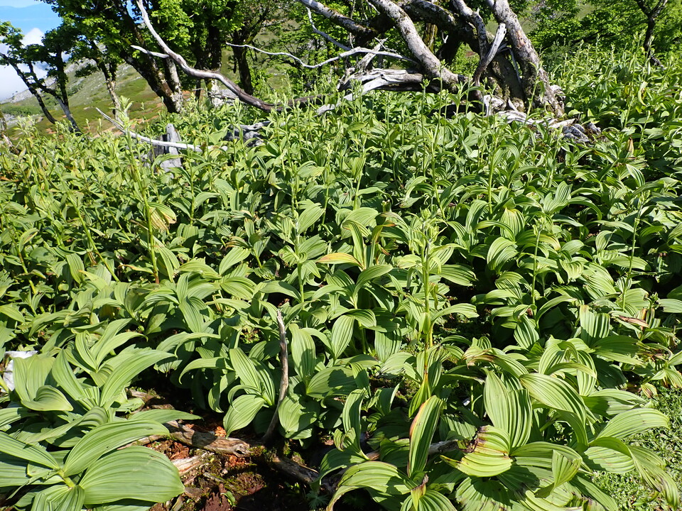 P5281452_mid.jpg