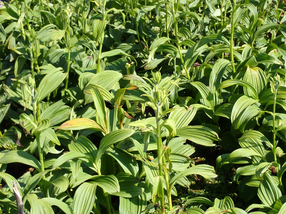 P5281453_mid.jpg