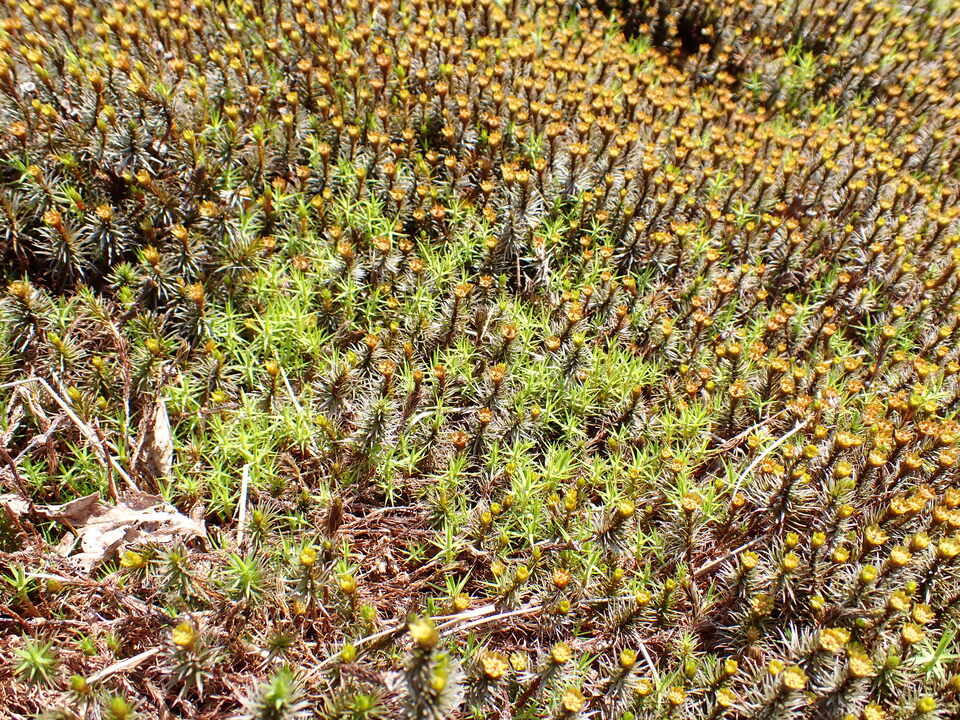 P5281554_mid.jpg
