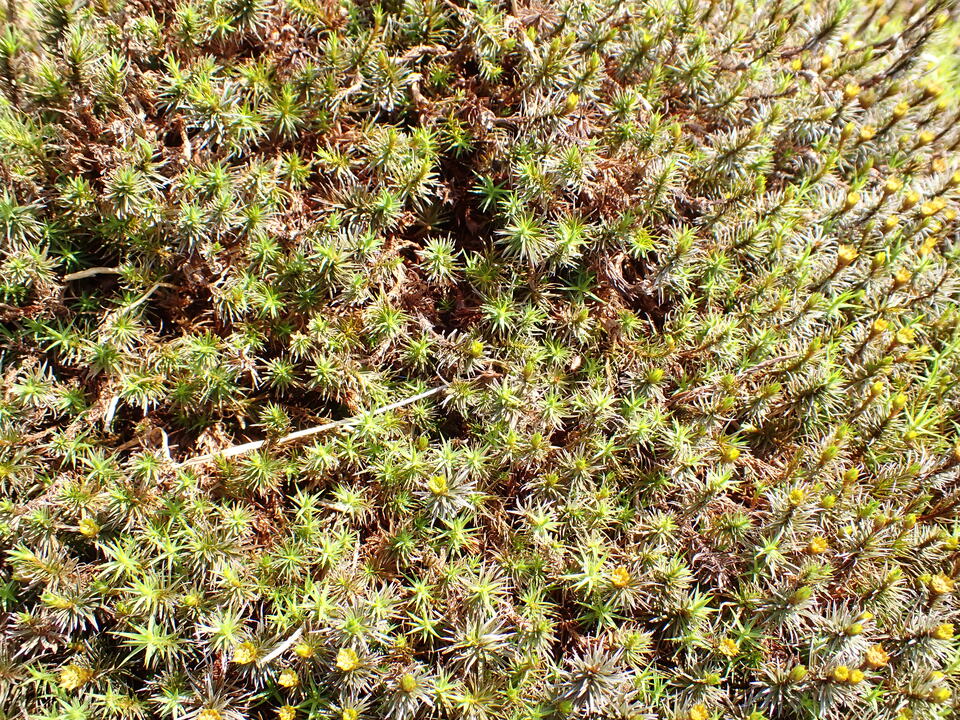 P5281555_mid.jpg