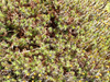 P5281555_thumb.png