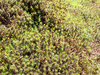 P5281557_thumb.png