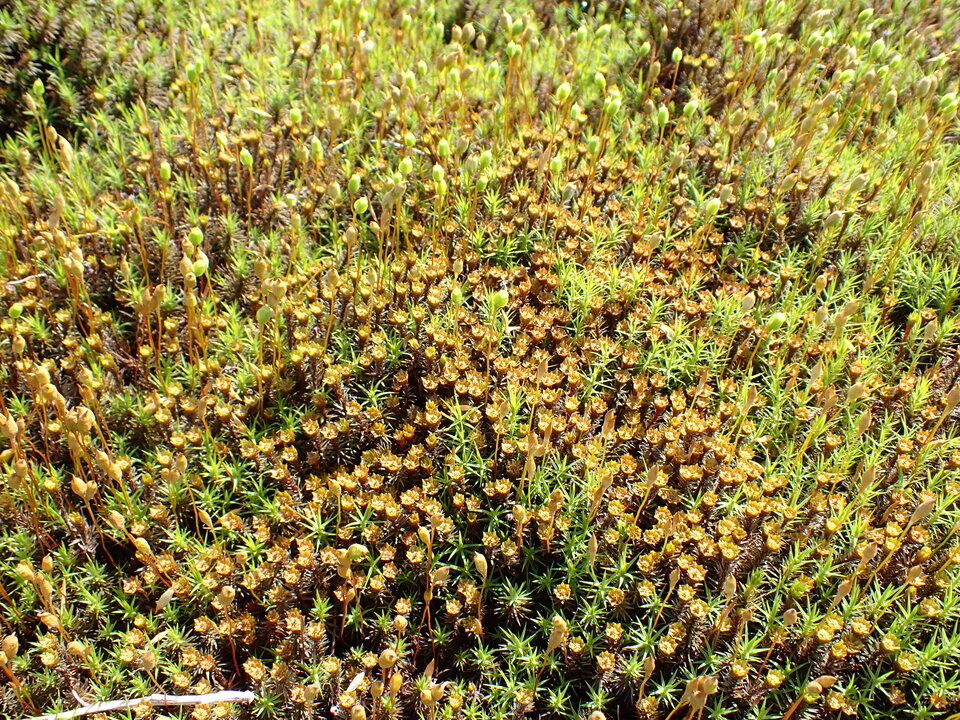 P5281559_mid.jpg