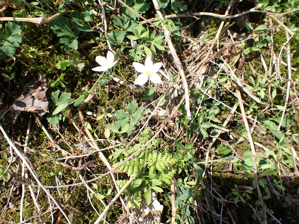 P5281603_mid.jpg