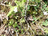 P5281605_thumb.png