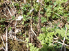 P5281606_thumb.png