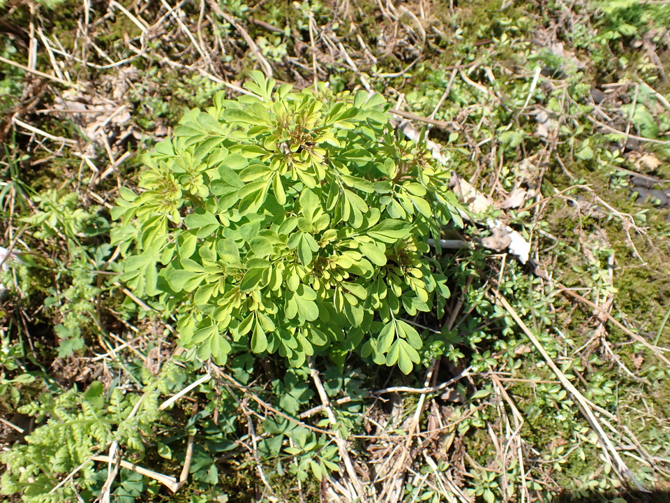 P5281607_mid.jpg
