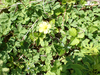 P5281608_thumb.png
