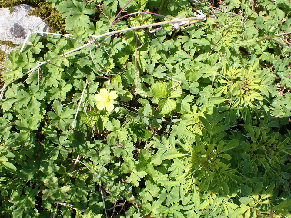 P5281611_mid.jpg