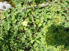 P5281611_thumb.png