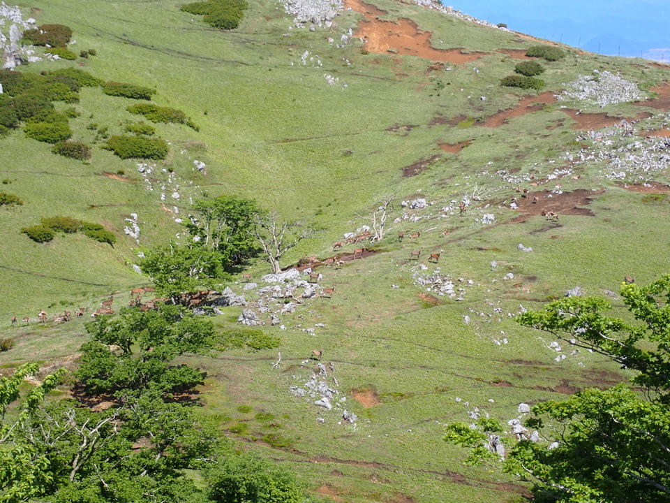 P5281626_mid.jpg