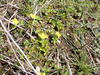 P5281635_thumb.png