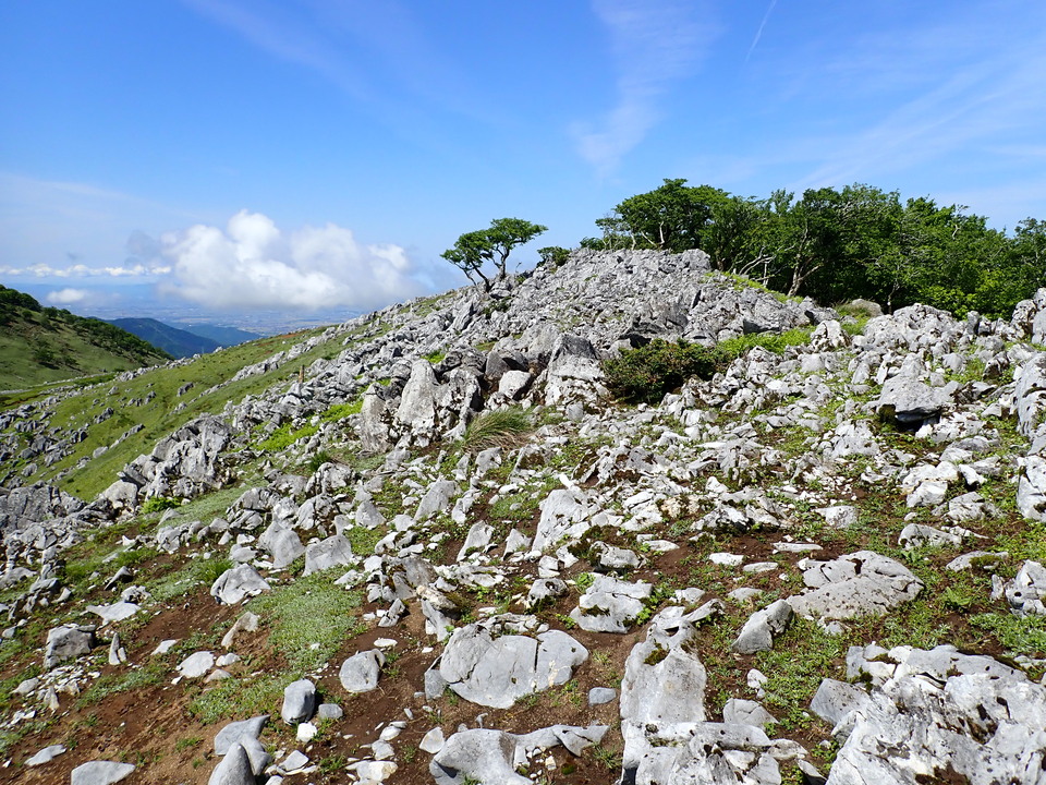 P5281638_mid.jpg