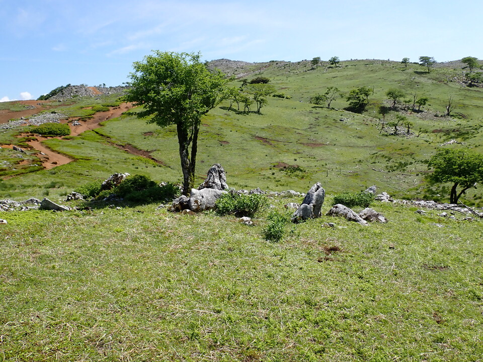 P5281679_mid.jpg