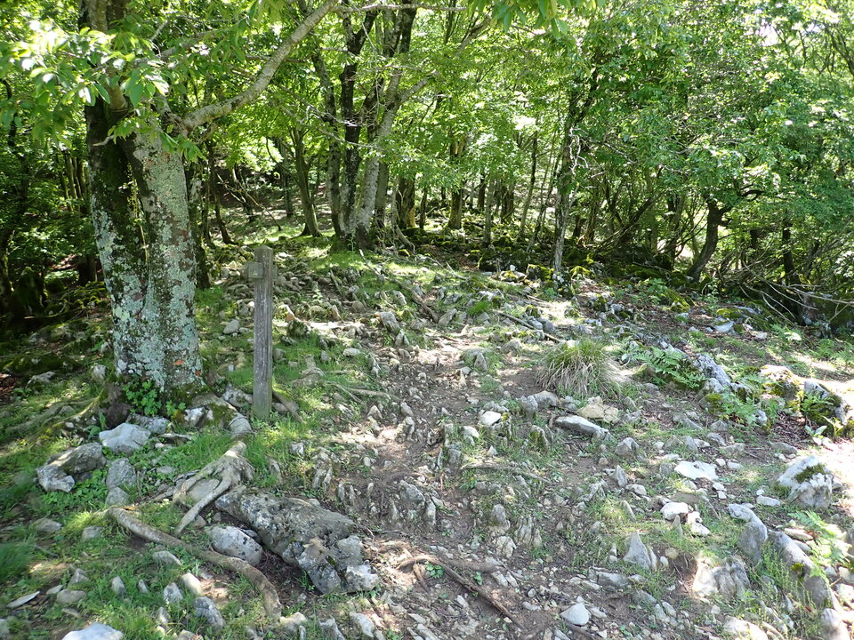 P5281687_mid.jpg