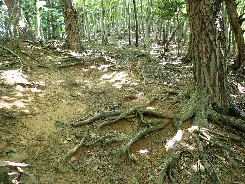 P5281694_mid.jpg
