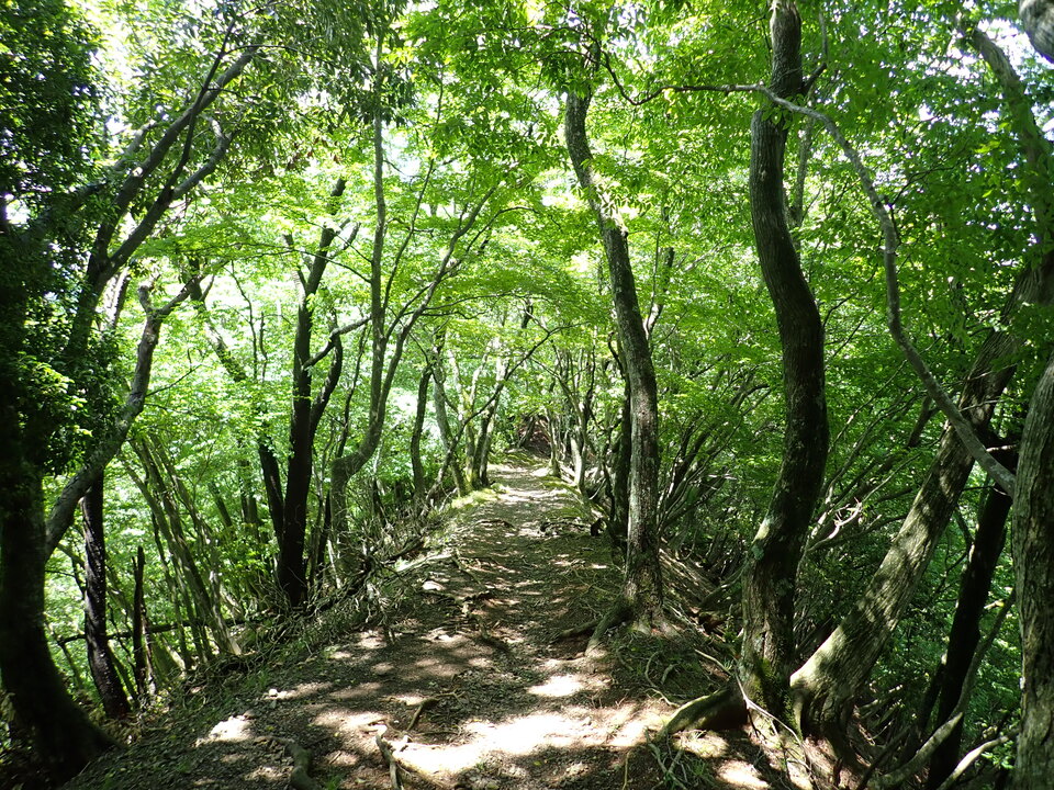 P5281702_mid.jpg